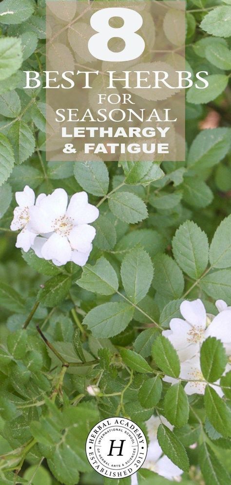 8 Best Herbs for Seasonal Lethargy & Fatigue | Herbal Academy | Does seasonal lethargy & fatigue have you down? There’s no better time than summer to turn to herbs that can cool us down and help re-energize the body. Lethargy Remedies, Herbs For Fatigue, Herbalist Apothecary, Apothecary Supplies, Witchy Herbs, Tea Magic, Baby Dory, Diy Wellness, Herbal Academy