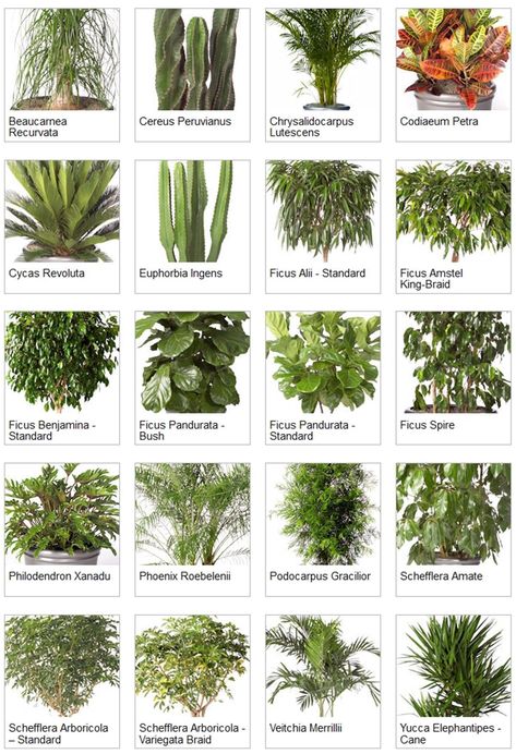 Learn English Vocabulary through Pictures: Flowers & Plants - ESL Buzz Indoor Palm Plants, Indoor Plants Names, Indoor Palm, Palm Plants, Vertikal Garden, Indoor Palm Trees, Flowering House Plants, Indoor Tropical Plants, Common House Plants