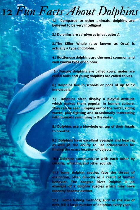 Facts About Whales, Facts About Dolphins, Dolphin Project, 2024 Activities, Dolphin Habitat, Ocean Facts, Dolphin Facts, Whale Facts, Animal Infographic