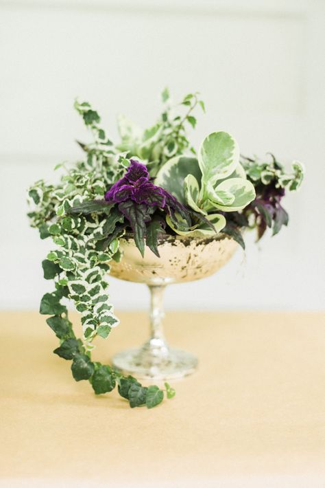 #DIY Living Plant Centerpieces | Photography: Krista A. Jones - www.kristaajones.com  Read More: http://www.stylemepretty.com/2014/06/11/diy-living-plant-centerpieces/ Live Plant Arrangements, Potted Plant Centerpieces, Mansion Garden, Plant Centerpieces, Plant Combos, Event Centerpieces, Garden Event, Coast House, Tattoo Plant