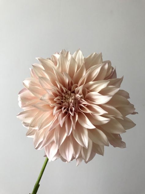 Dahlia Flower Crown, Cream Colored Flowers, Dalia Flower, Flowers Guide, Business Aesthetics, Dahlia Wedding, Autumn Romance, Bouquets Ideas, Mauve Flowers