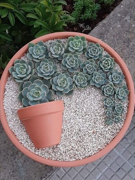 Landscaping On Concrete, Succulent Container Ideas, Kaktus Dan Sukulen, نباتات منزلية, Succulent Garden Design, Succulent Garden Diy, Front Yard Garden Design, Decoration Tips, Garden Decor Projects