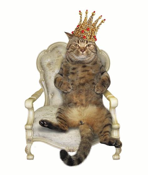 Cat With A Crown, Cat Stock Image, Crown Png, Ninja Cats, Cat Stock, Silly Cats Pictures, The Throne, Cat Party, Funny Cat Memes