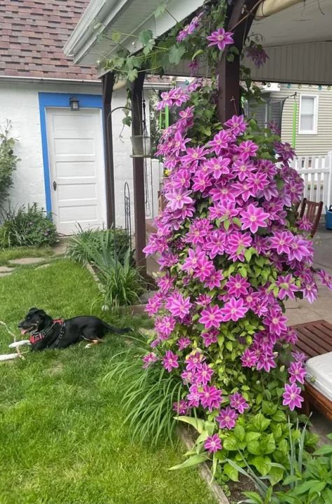 17 Fast Growing Flowering Vines | Balcony Garden Web Vine Growing On Wall, Fastest Growing Vines For Trellis, Climbing Flowers On Fence, Vines For Privacy, Vines With Flowers, Climbing Flowering Vines, Fast Growing Flowers, Fast Growing Vines, Vine Flowers