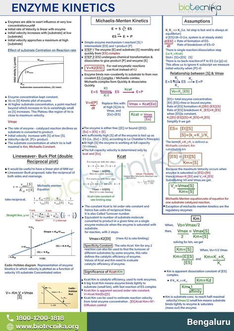 Enzyme Kinetics Enzymes Biochemistry, Enzymes Biology Notes, Enzymes Biology, Microbiology Student, Chem Study, Enzyme Kinetics, Medical School Notes, Biology Jokes, Biochemistry Notes