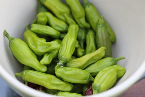 Jarred pepperoncini's can't wait to make these tomorrow!! Fresh Pepperoncini Recipes, How To Make Pepperchini Peppers, High Chair Makeover, Pickling Peppers, How To Pickle Peppers, Green Olive Salad, Garden Canning, Pickled Pepperoncini, Pickled Pepper Recipe