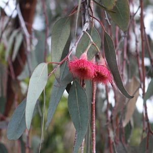 Small Eucalypts or 'Gum Trees' for landscaping and garden make excellent specimens and well as providing much needed shade. Flowers For Landscaping, Eucalyptus Caesia, Flowering Gum, Gum Trees, Bush Garden, Tree Tattoo Small, Outdoor Bbq Area, Australian Natives, Australian Native Garden