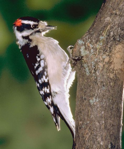 Blue Gray Gnatcatcher, Woodpecker Bird, Pileated Woodpecker, Saw Whet Owl, Northern Flicker, Living In North Carolina, Downy Woodpecker, Bird Box, Maple Ridge