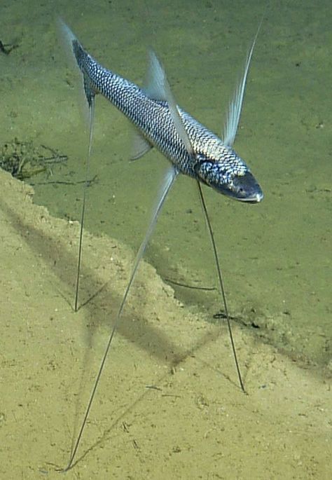 The tripodfish or tripod spiderfish, Bathypterois grallator, is a deep-sea benthic fish. Fish Tank Ideas, Deep Sea Life, Unique Fish, Fauna Marina, Cool Fish, Deep Sea Creatures, Beautiful Sea Creatures, Water Animals, Interesting Animals