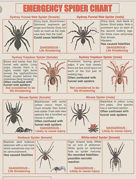 Different Bug Bites Chart, Bug Bites Identifying Chart, Treating Spider Bites, Spider Symbolism, Spider Identification Chart, Spider Infographic, Spider Chart, Spider Facts For Kids, Cool Bug Facts