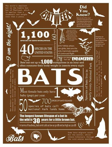 Bat Anatomy, Bat Habitat, Jewel Cave National Monument, All About Bats, Jewel Cave, Bat Facts, Backyard Birds Sanctuary, Bat Box, Myth Busters