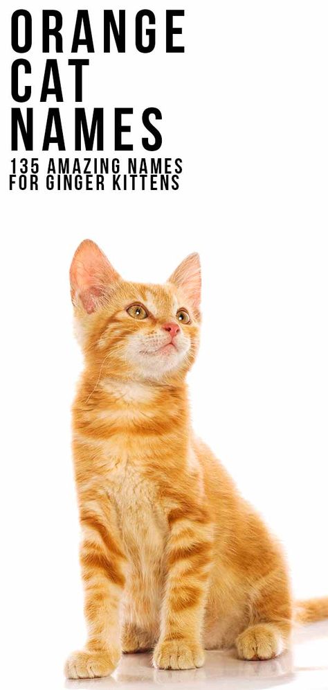 Orange Kitten Names, Cat Names Orange, Kitten Names Boy, Orange Cat Names, Cat Names Boy, Ginger Cat Names, Kitten Names Girl, Tabby Cat Names, Boy Cat Names