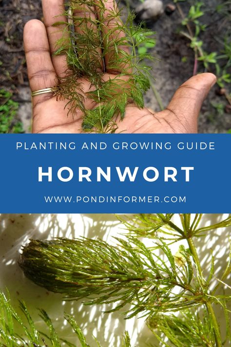 Hornwort Plant Aquarium, Hornwort Plant, Odd Plants, Pond Algae, Aqua Scape, Wildlife Pond, Edible Landscape, Freshwater Aquarium Plants, Water Gardens Pond