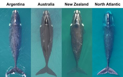 North Atlantic right whales are in much poorer condition than their Southern counterparts – Woods Hole Oceanographic Institution North Atlantic Right Whale, Southern Right Whale, Northern Spotted Owl, Types Of Whales, Whale Species, Right Whale, Largest Whale, New England Aquarium, Commercial Fishing