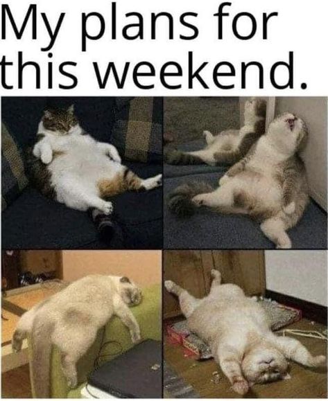 Happy Saturday! What are your weekend plans?!? Laughing Therapy, Meme Comics, Weekend Plans, Cat Person, Life Memes, Grumpy Cat, Funny Cartoons, Animal Memes, Best Memes