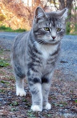 Grey Tabby, Koci Humor, Söt Katt, 강아지 그림, Animale Rare, Domestic Cat, Cute Cats And Kittens, Warrior Cats, Beautiful Cat