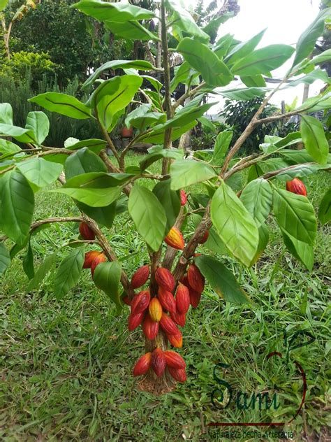 arbol de cacao - Ecosia Stuffed Peppers, Plants, Flowers