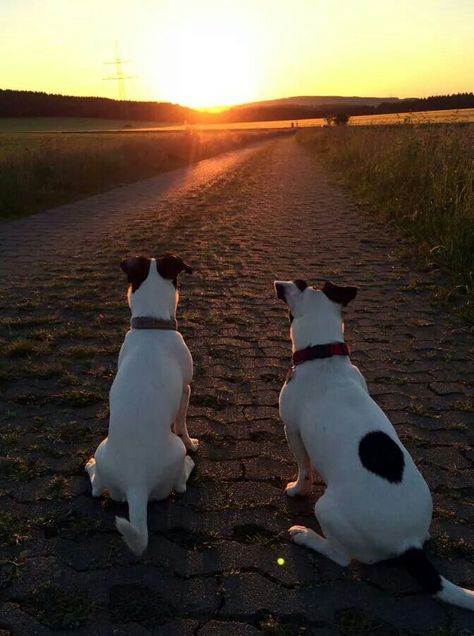 Even jacks watch the sun set Chien Jack Russel, Jack Russell Terrier Puppies, Jack Russell Puppies, Parson Russell Terrier, Jack Russell Dogs, Jack Russel, Rat Terriers, Bull Terrier Dog, The Jack