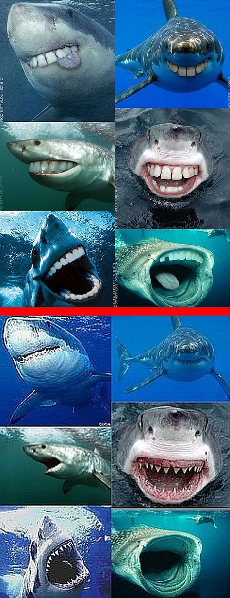 Fake - Sharks with Human Teeth - The top set(6 images) are fake. The bottom set(6 images) are the original images. Sharks With Human Teeth, Funny Sharks, Human Teeth, Orthodontics Braces, Sharks Funny, Funny Animal Photos, Hip Hop Art, Dentures, Shark Week