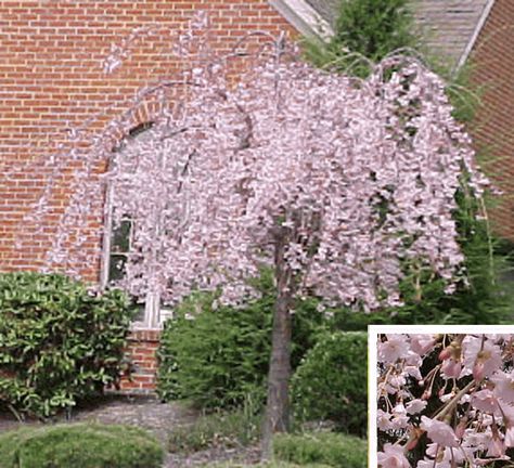 Dwarf Dogwood Varieties Dogwood Tree Landscaping, Pink Dogwood Tree, Weeping Cherry Tree, Weeping Cherry, Front Lawn Landscaping, Dogwood Tree, Fall Garden Vegetables, Dogwood Trees, Recycled Garden