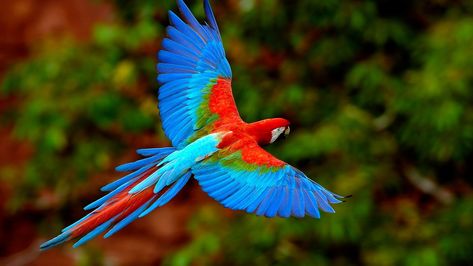 flying birds parrots 1920x1080  Animals Birds HD Art  #flying #BIRDS #1080P #wallpaper #hdwallpaper #desktop Beautiful Bird Wallpaper, Burung Kakatua, Parrot Flying, Parrot Wallpaper, Rainforest Animals, Bird Flying, Macaw Parrot, Corny Jokes, Colorful Parrots