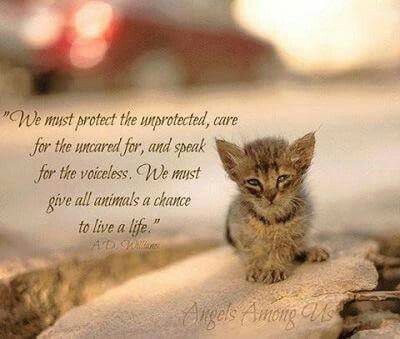 "We must protect the unprotected,  care for the uncared for, and speak for the voiceless. We must give all animals a chance to live a life." Tiny Kitten, Söt Katt, Feral Cats, Cairo Egypt, Cat Quotes, Cat Shelter, Animal Quotes, Sweet Animals, A Quote