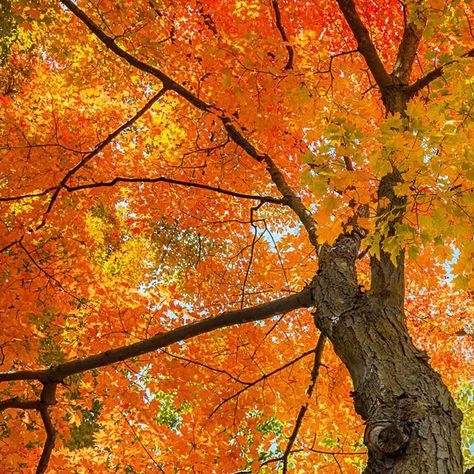 Here in sugar country, it is not uncommon to find oneself travelling down a country lane in the dappled shadows cast by parallel rows of giant sugar maples. How did that happen? Might it happen again?  Learn more on the blog!  https://vermontevaporator.com/planting-maples-for-posterity/ Diy Maple Syrup, Country Lane, Sugar Maple, Water Well, Organic Fertilizer, Family Farm, Planting, It Cast, Plants