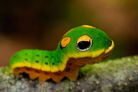 #1 It's the first day of Spring! Which means it's also Very Hungry Caterpillar Day. Isn't this guy the cutest caterpillar you've ever seen lol.   #WorldEricCarle #HungryCaterpillar Spicebush Swallowtail, Wildlife Biologist, Insect Photography, Moth Caterpillar, Cool Bugs, Beautiful Bugs, Very Hungry Caterpillar, Hungry Caterpillar, Bugs And Insects