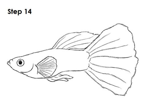 Guppy Fish Drawing 14 Fish Pencil Drawing, Animal Drawing Tutorial, Easy Fish Drawing, Drawing Flames, Fish Outline, Fish Sketch, Guppy Fish, Fish Coloring Page, Cartoon Fish