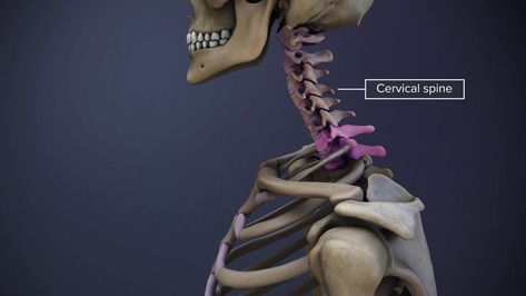 All About the C7-T1 Spinal Segment (Cervicothoracic Junction) | Spine-health Spinal Cord Anatomy, Nerve Anatomy, Cervical Disc, Vertebral Artery, Cervical Spondylosis, Spinal Fusion, Disk Herniation, Spinal Nerve, Spine Health