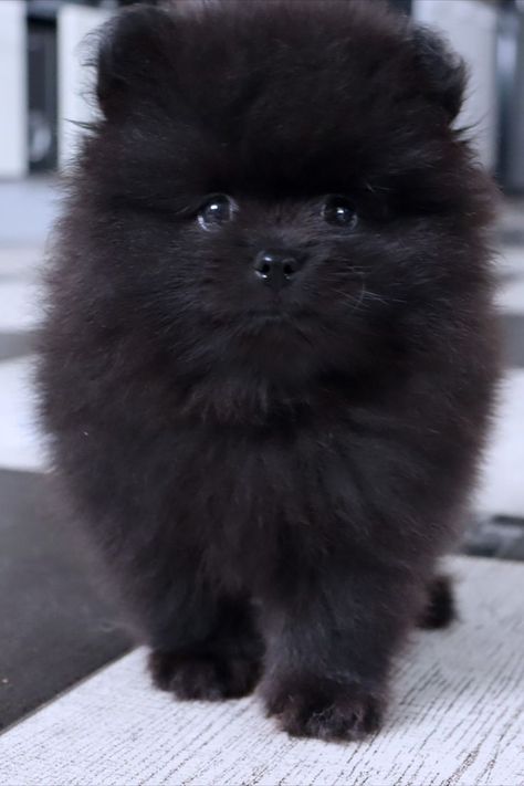 Black Pomeranian Puppy, Black Pomeranian Puppies, Pomeranian Black, Aesthetic Career, Spitz Pomeranian, Black Pomeranian, Pomeranian Puppies For Sale, Pomeranian Spitz, Biggest Dog