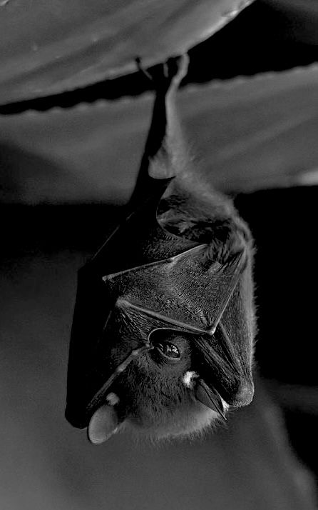 Fruit Bat, Baby Bats, Cute Bat, Nature Animals, Animals Friends, Beautiful Creatures, Animal Kingdom, Animal Photography, Animals Beautiful