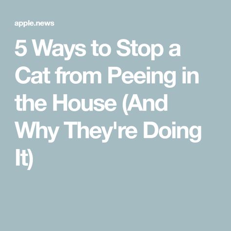 How To Clean Cat Urine, Get Rid Of Cat Pee Smell, How To Keep Cats From Peeing On Stuff, How To Get Rid Of Cat Pee Smell In House, How To Stop Cats From Peeing In House, Cat Urine Smell Remover, Cleaning Cat Urine, Kitty Tips, Cat Pee Smell Removal