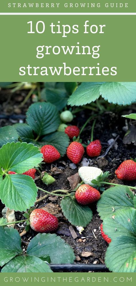 Strawberries Growing, Strawberry Growing, Growing Strawberries In Containers, How To Grow Strawberries, Types Of Strawberries, Everbearing Strawberries, Strawberries In Containers, Grow Strawberries, Strawberry Planters