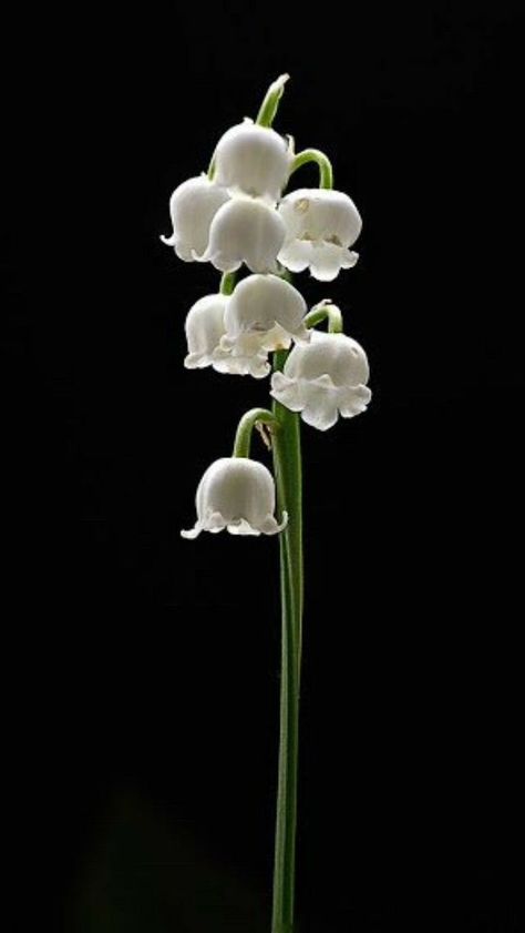 Lily Of The Valley Valley Wallpaper, Lily Of The Valley Flowers, Tulip Bouquet, Dark Flowers, Flower Fairies, Exotic Flowers, Flower Beauty, Calla Lily, Lily Of The Valley