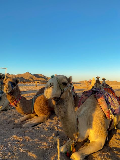 Camels. Desert. Egypt. Hurghada. Funes. Safari. Exotic country. Travel. Nature. Attractions. Aethetic. Trip. Wallpaper. Hurghada Safari, Arabian Aesthetic, Trip Wallpaper, Egypt Animals, North Africa Travel, Storm And Silence, Camels Desert, Egypt Hurghada, 2023 Moodboard