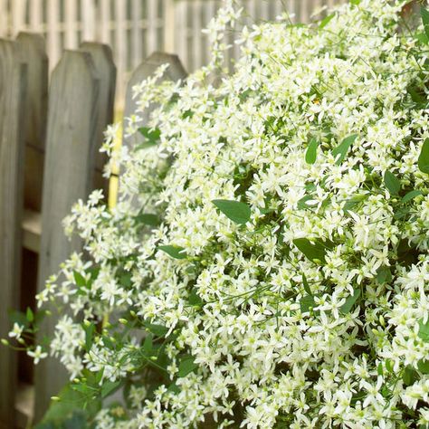 Fall Garden Planting, Fall Blooming Flowers, Fast Growing Vines, Sweet Autumn Clematis, Garden Perennials, Big Leaf Hydrangea, Growing Cut Flowers, Autumn Clematis, Trailing Flowers