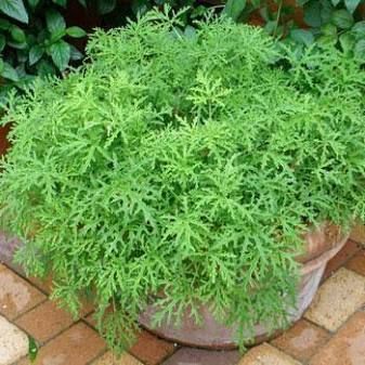 Anti Mosquito Plants, Citronella Plant, Mosquito Plants, Landscaping Around Trees, Scented Geranium, Natural Mosquito Repellant, Tree Nursery, Fast Growing Trees, Natural Insect Repellant