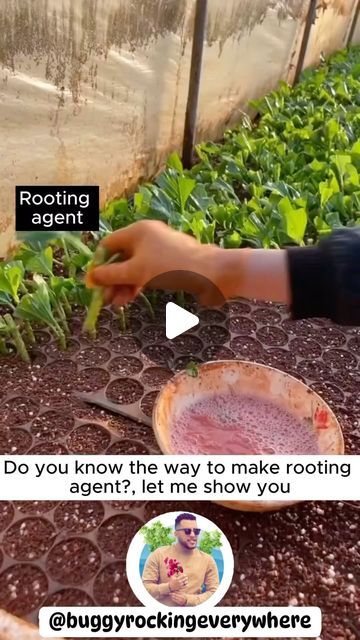 Isabel Larosa, Garden Remedies, Plant Hacks, Veg Garden, Garden Photography, Love Garden, January 22, Garden Care, Propagating Plants