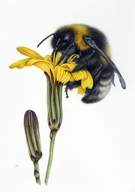 Bee on Flower Polychromos coloured pencils on Pastelmat 11x14 inch. 14 hour's drawing time. Photo reference from Pexels Drawing Time, Bee Drawing, Bee Wall Art, Pencil Portraits, Bee Wall, Bee On Flower, Colored Pencil Drawing, Coloured Pencils, Color Pencil Art