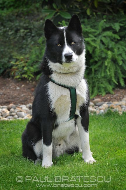 Karelian Bear Dog, Animal Bear, Famous Dogs, Dog List, Bear Dog, Dog Skin, Wild Boar, Kittens And Puppies, Types Of Dogs