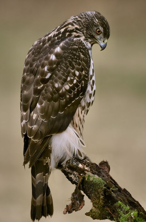 Goshawk | by davy ren2 Northern Goshawk, Raptors Bird, Wild Creatures, Big Bird, All Birds, Bird Pictures, Pretty Birds, Colorful Birds, Birds Of Prey