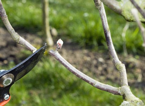 Dard, œil à bois, bouton à fleurs : pratiquer la taille à trois yeux sur les pommiers, arbres fruitiers du verger. Grafting Plants, Holiday Cactus, Cash Crop, Heroic Fantasy, Tree Nursery, Christmas Cactus, Growing Fruit, Propagating Plants, Little Garden