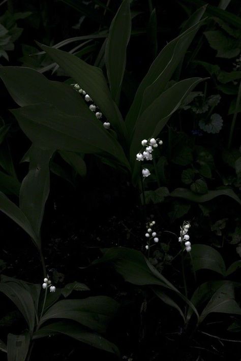 Lily Of The Valley Wallpaper, Valley Wallpaper, Dark Forest Aesthetic, Lily Of The Valley Flowers, Dark Green Aesthetic, Photography Themes, Flower Phone Wallpaper, Pretty Photos, Aesthetic Images