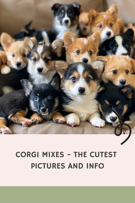 Hello! Welcome to Corgi Mixes! Corgis are just about the cutest animals in the world! But when you pair them with other breed the cuteness is maximized and is almost unbearable. The most popular cross… Mini Aussie Corgi Mix Puppy, Corgi Mix Puppies, Golden Corgi, Cutest Animals In The World, Corgi Husky Mix, Corgi Golden Retriever, Corgi German Shepherd, Corgi Mix Breeds, Mini Corgi