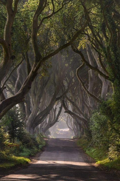 Dark Hedges Ireland, The Dark Hedges, Hedge Trees, Beech Trees, Dark Hedges, Forest Path, Photo Tree, Jolie Photo, Beautiful Place