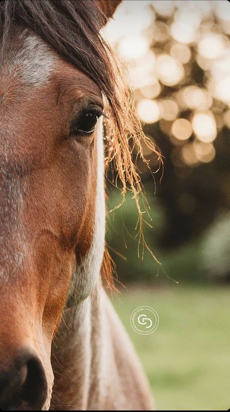 Horse Close Up Photography, Horse Details Photography, Photoshoot Horse Ideas, Photo Session With Horse, Farm Photography Ideas, Horse And Person Photography, Photos With Horses Ideas, Diy Horse Decor, Horse Drawings Easy