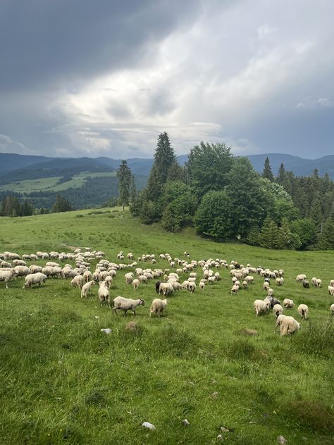 Sheep Aesthetic, Sheep Field, Raising Sheep, Sheep House, Future Farms, Farm Lifestyle, Sheep Farm, Image Bank, Rural Landscape