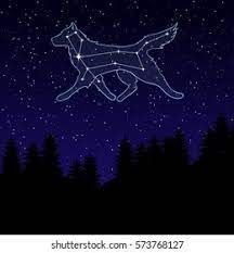 Archer Tattoo, Canis Major, Star Wolf, Spruce Trees, Constellation Art, Star Constellations, Room Refresh, Night Landscape, Animal Patterns