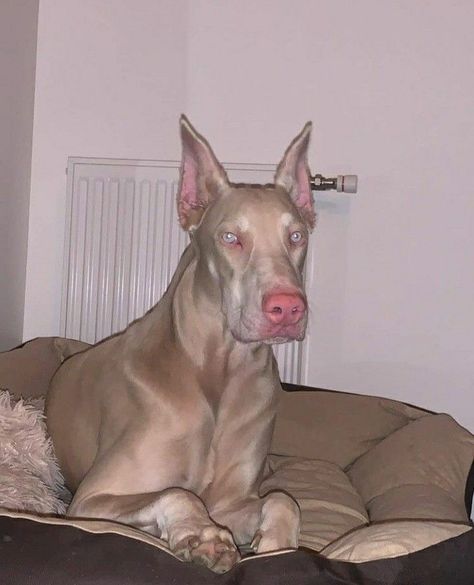 Dog Breeds Aesthetic, White Doberman, White Doberman Pinscher, Doberman Dog, Doberman Pinscher Dog, Doberman Puppy, Doberman Dogs, Really Cute Dogs, Pretty Dogs